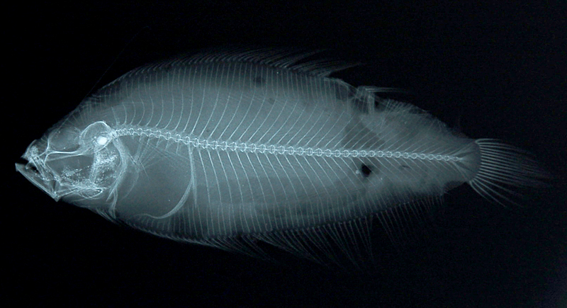 Arnoglossus macrolophus Alcock, 1889